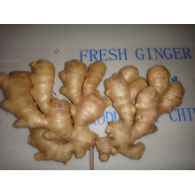 2015 New Crop Air Dry Ginger for Sale